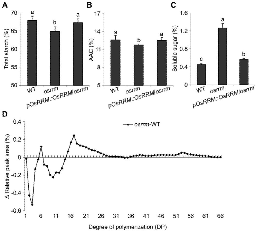 RNA binding protein OsRRM and application of RNA binding protein OsRRM in regulation and control of sugar transport in rice