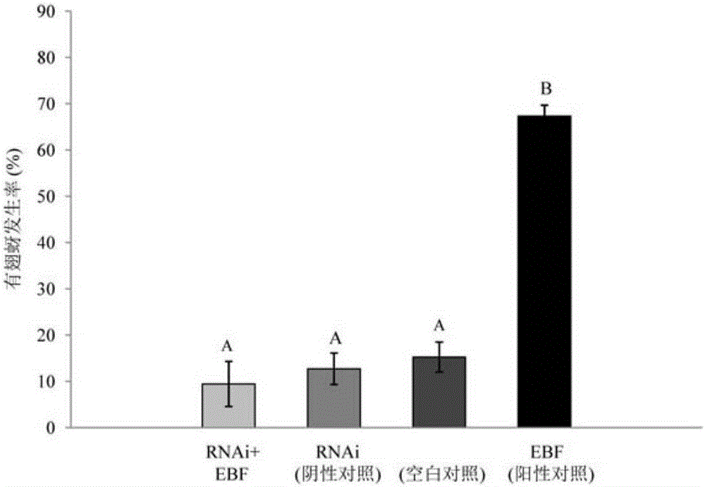 siRNA designed based on conservative sequence of olfactory receptor SaveOrco of sitobion avenae and application thereof