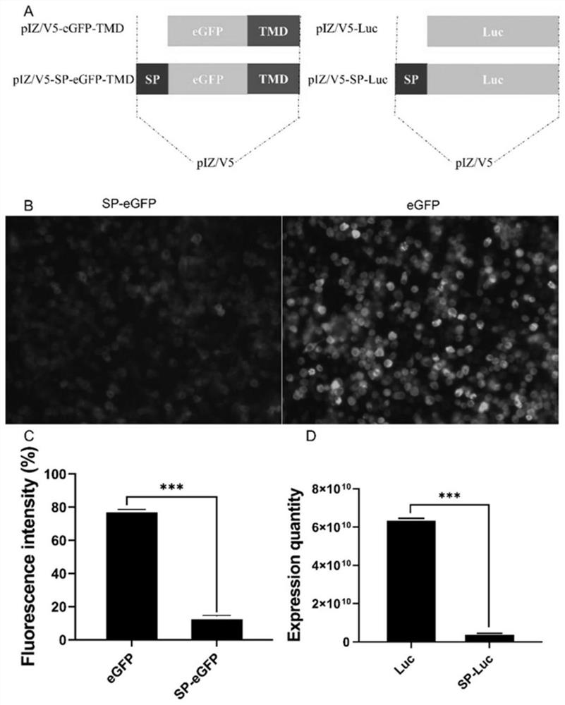 A method for improving the secretion rate of exogenous protein expressed by silkworm cells