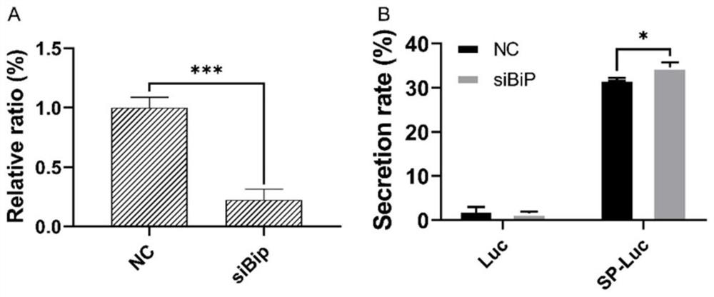 A method for improving the secretion rate of exogenous protein expressed by silkworm cells