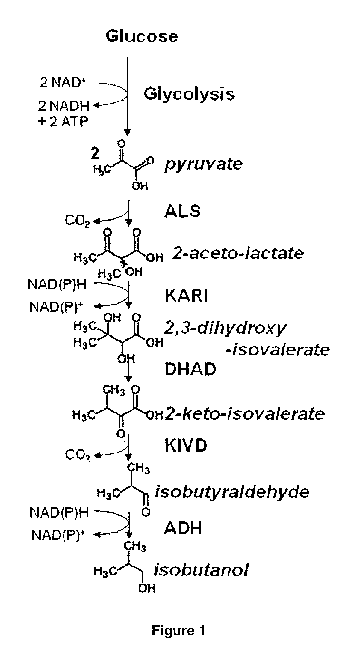 Yeast organism producing isobutanol at a high yield