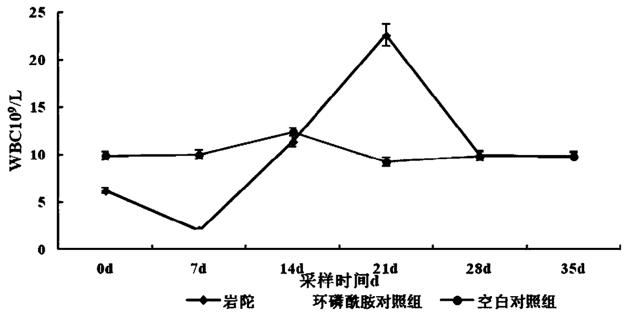 Application of rodgersia sambucifolia extract in preparation of veterinary drug