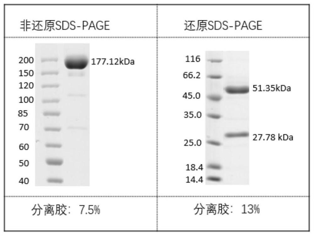 Antibodies against SARS-CoV-2 mutants and uses thereof