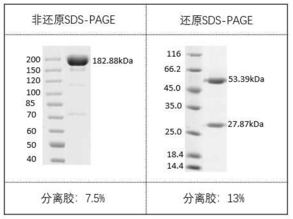 Antibodies against SARS-CoV-2 mutants and uses thereof