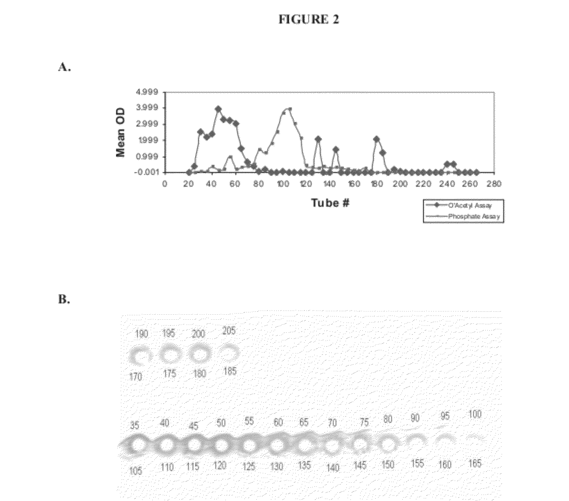 Compositions and methods for preparing staphylococcus aureus serotype 5 and 8 capsular polysaccharide conjugate immunogenic compositions