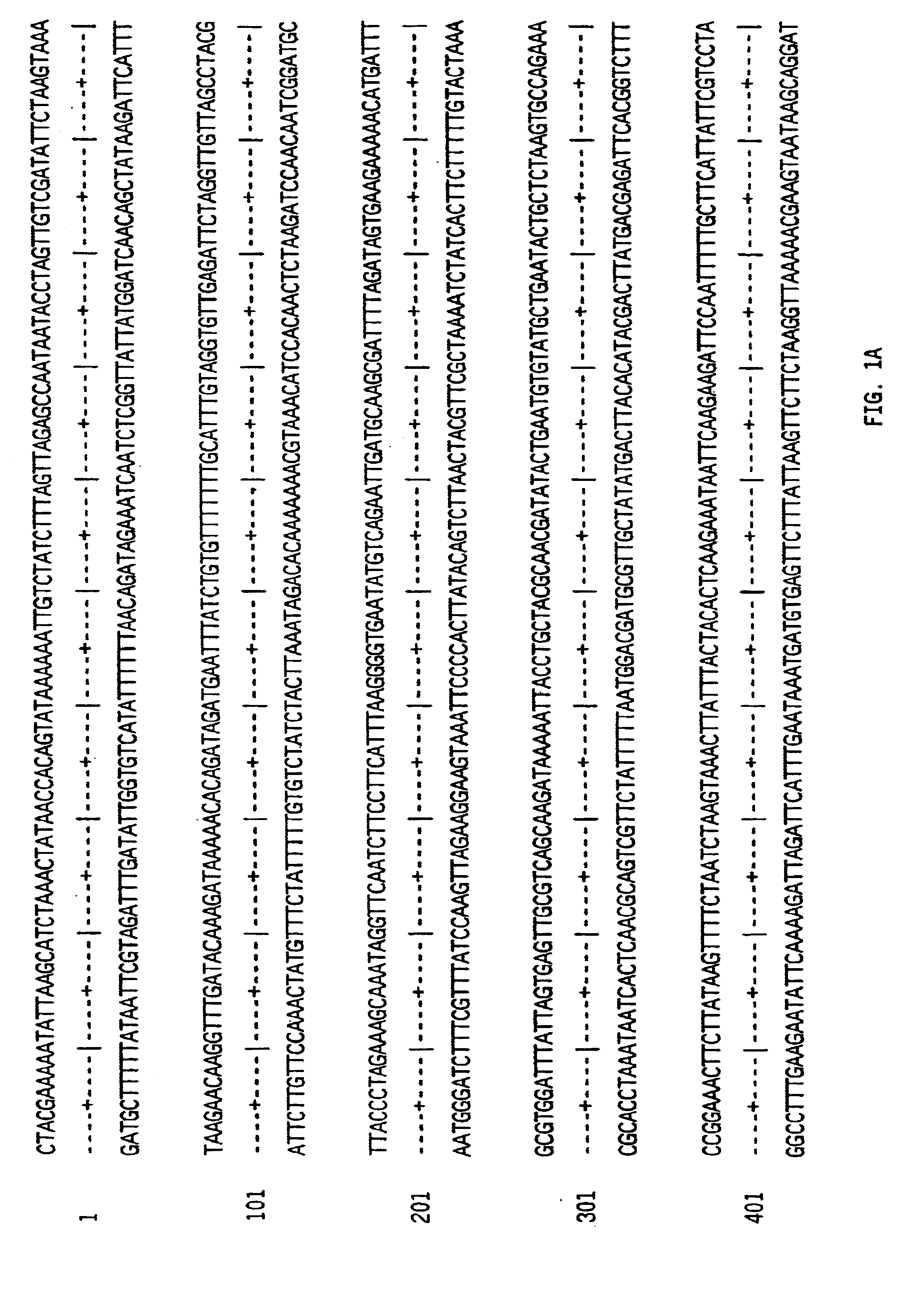 Bacterial sucrose synthase compositions and methods of use