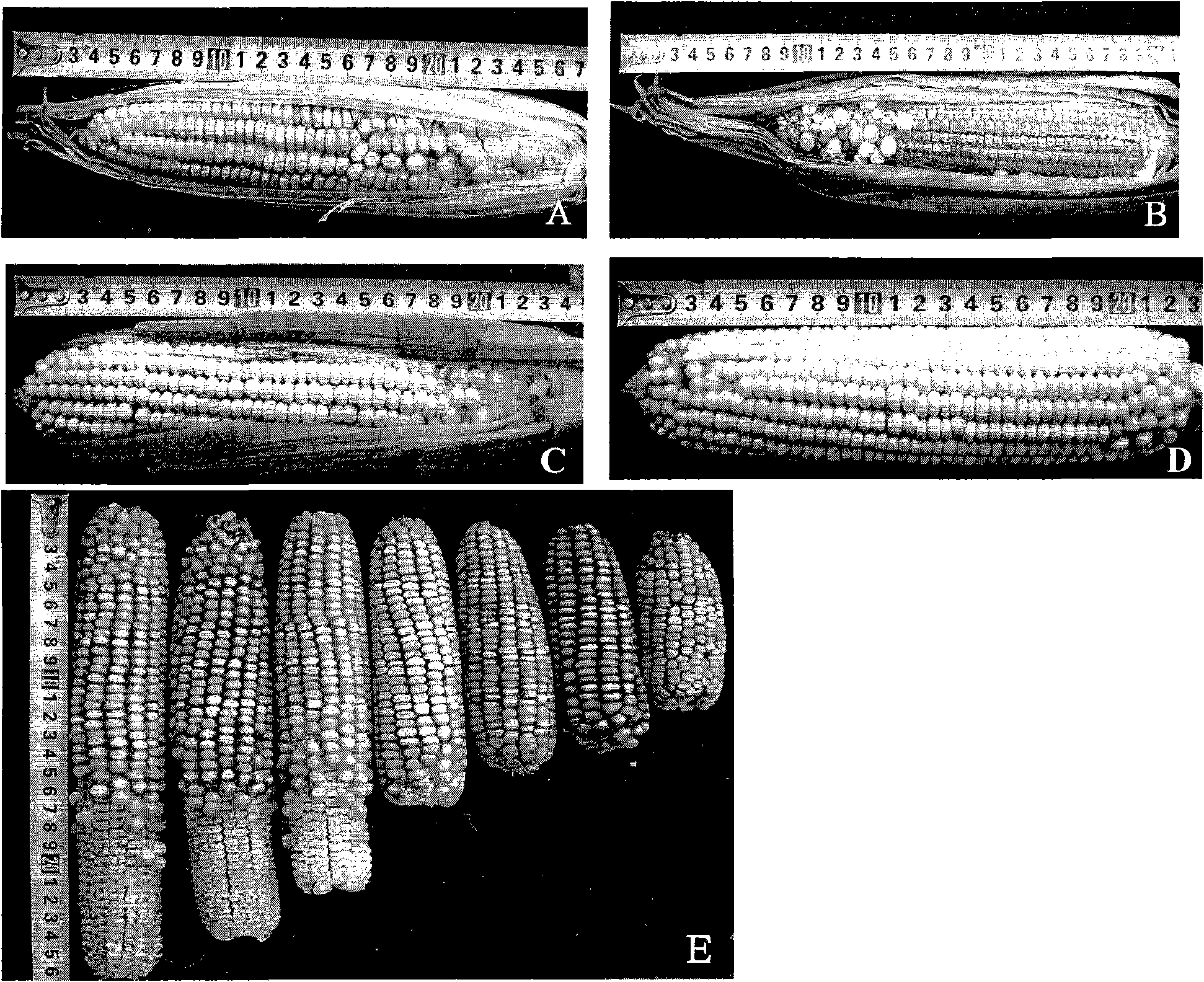 Hybrid seed production method for forage maize