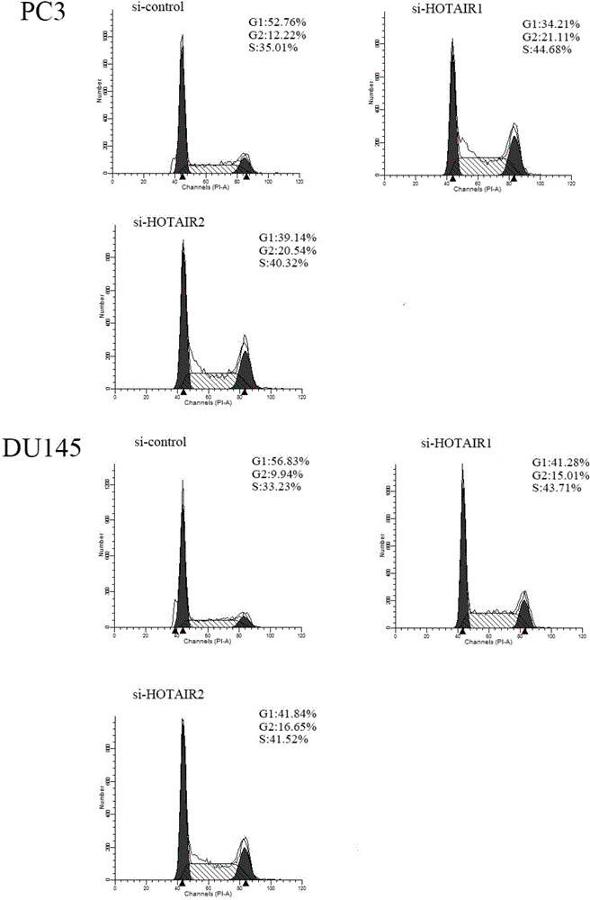 Applications of targeted HOTAIR-inhibiting small RNA in preparation of anti-prostate cancer drugs