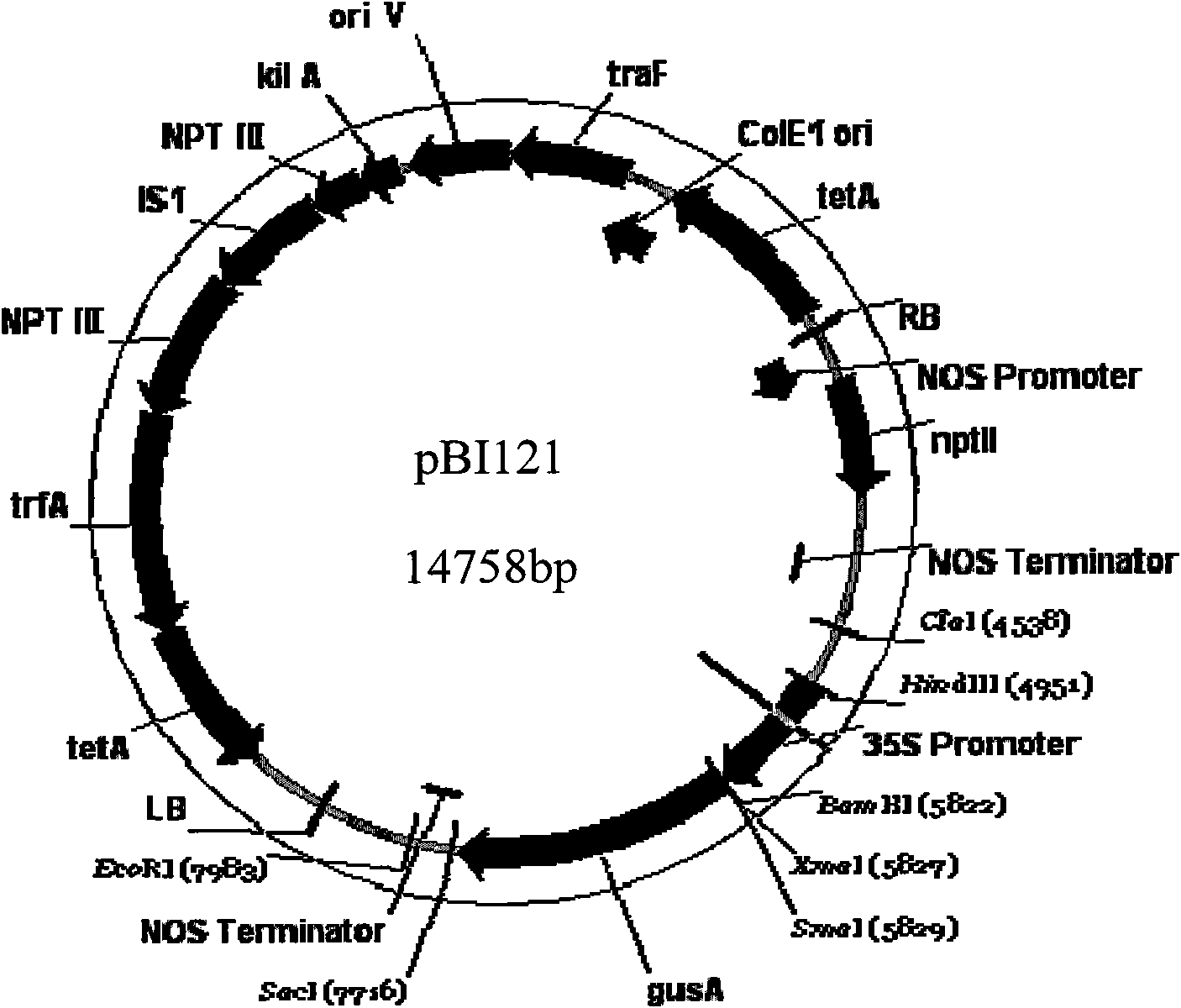 Tomato gene SLMBP21 and application thereof