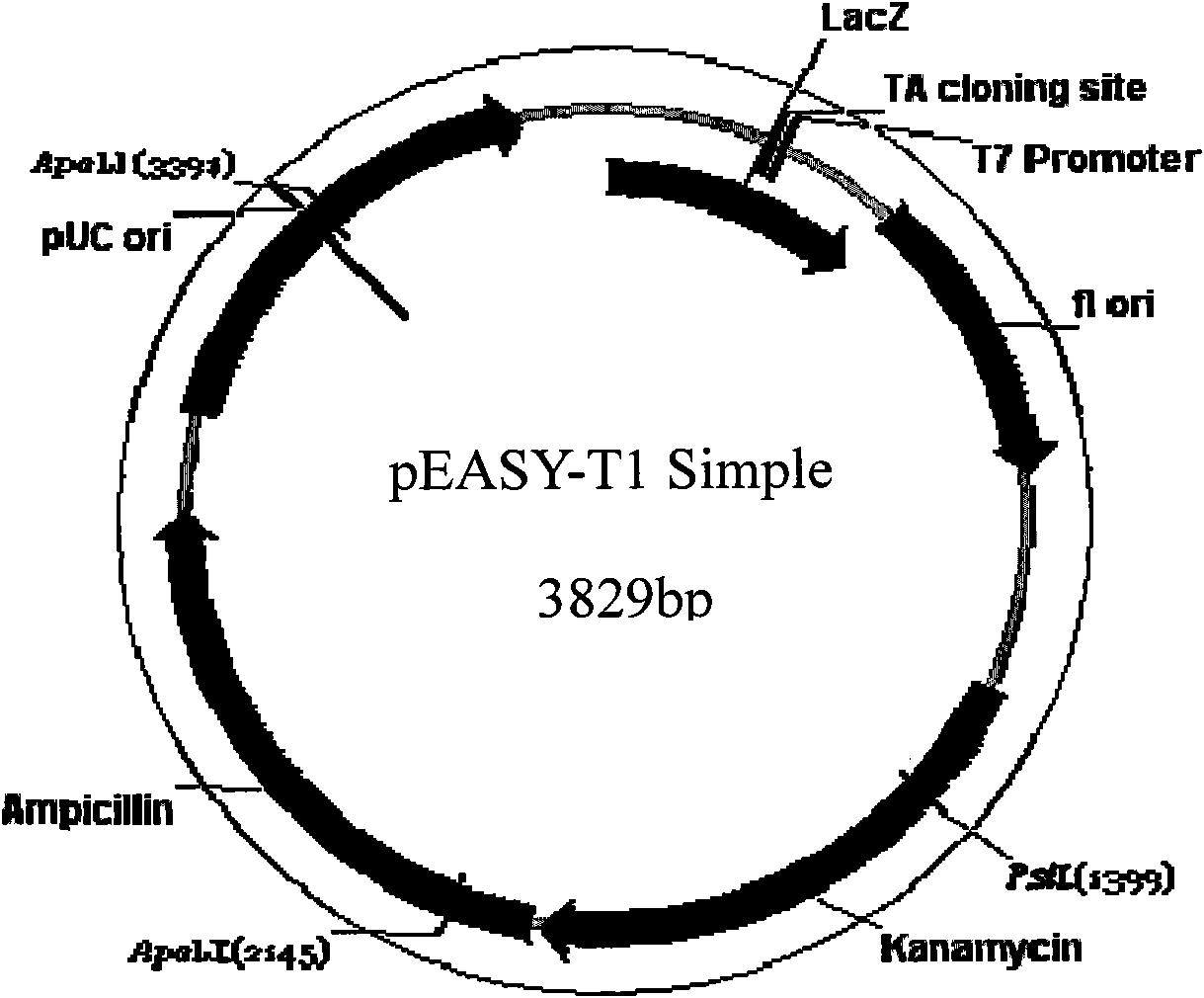 Tomato gene SLMBP21 and application thereof