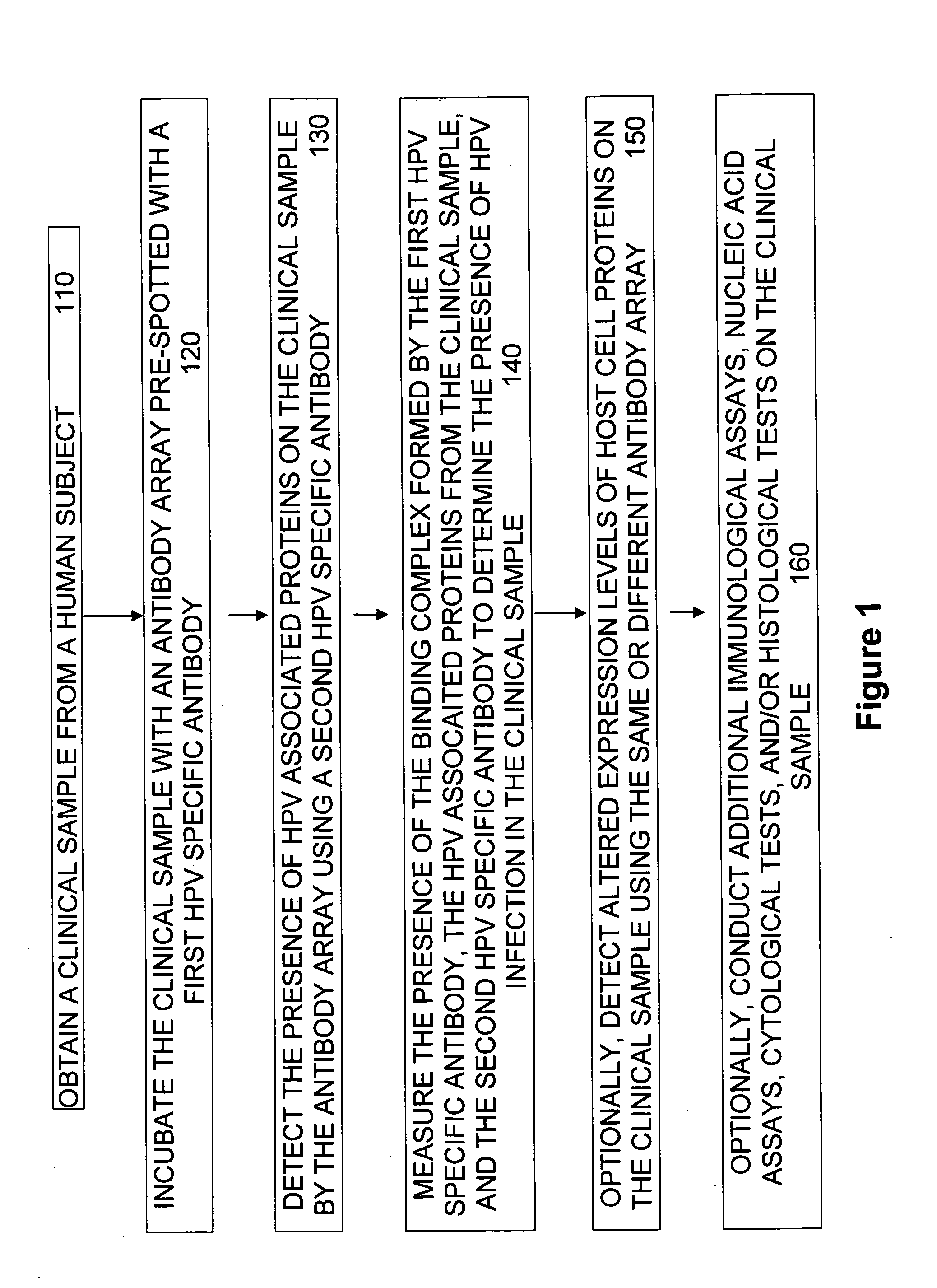 Protein chips for HPV detection