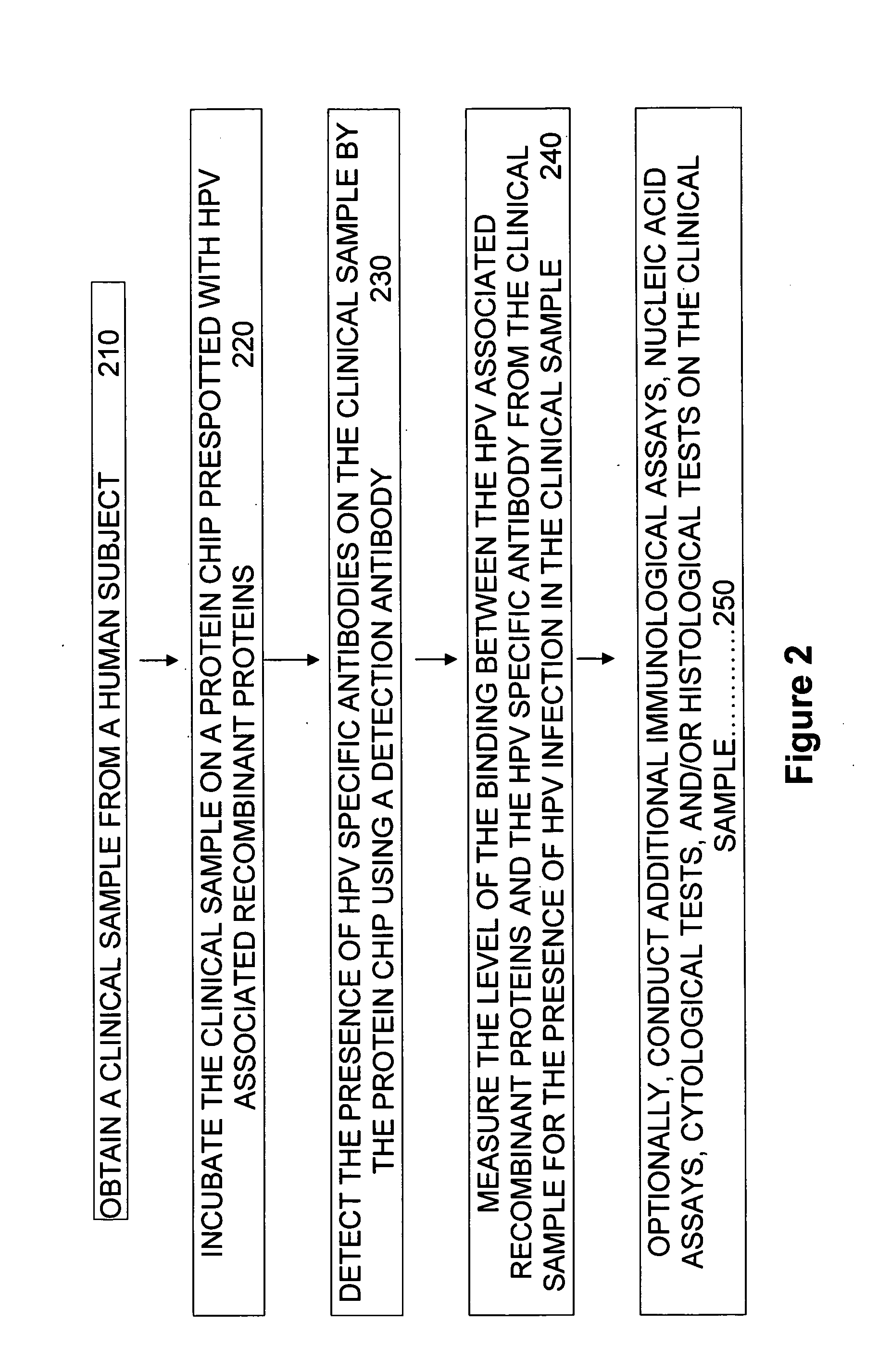 Protein chips for HPV detection