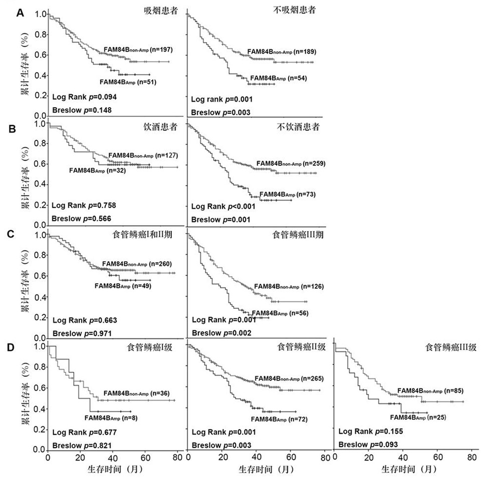 Application of FAM84B in preparation of reagent for prognosis evaluation of esophageal squamous cell carcinoma and in screening of drugs for targeted treatment of esophageal squamous cell carcinoma