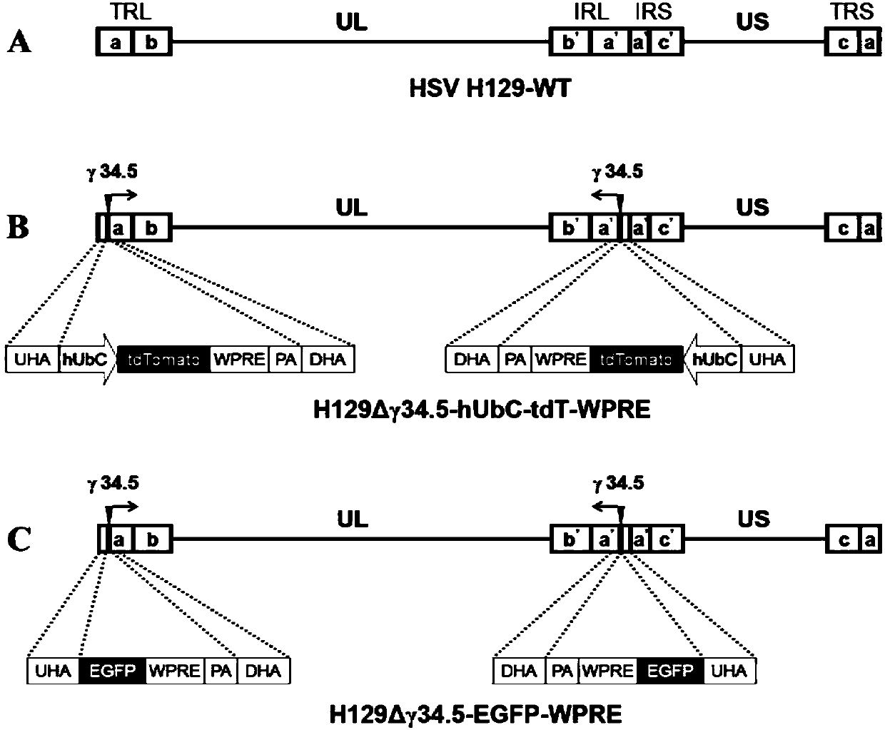 Low-toxic herpes simplex virus system and construction method and application thereof