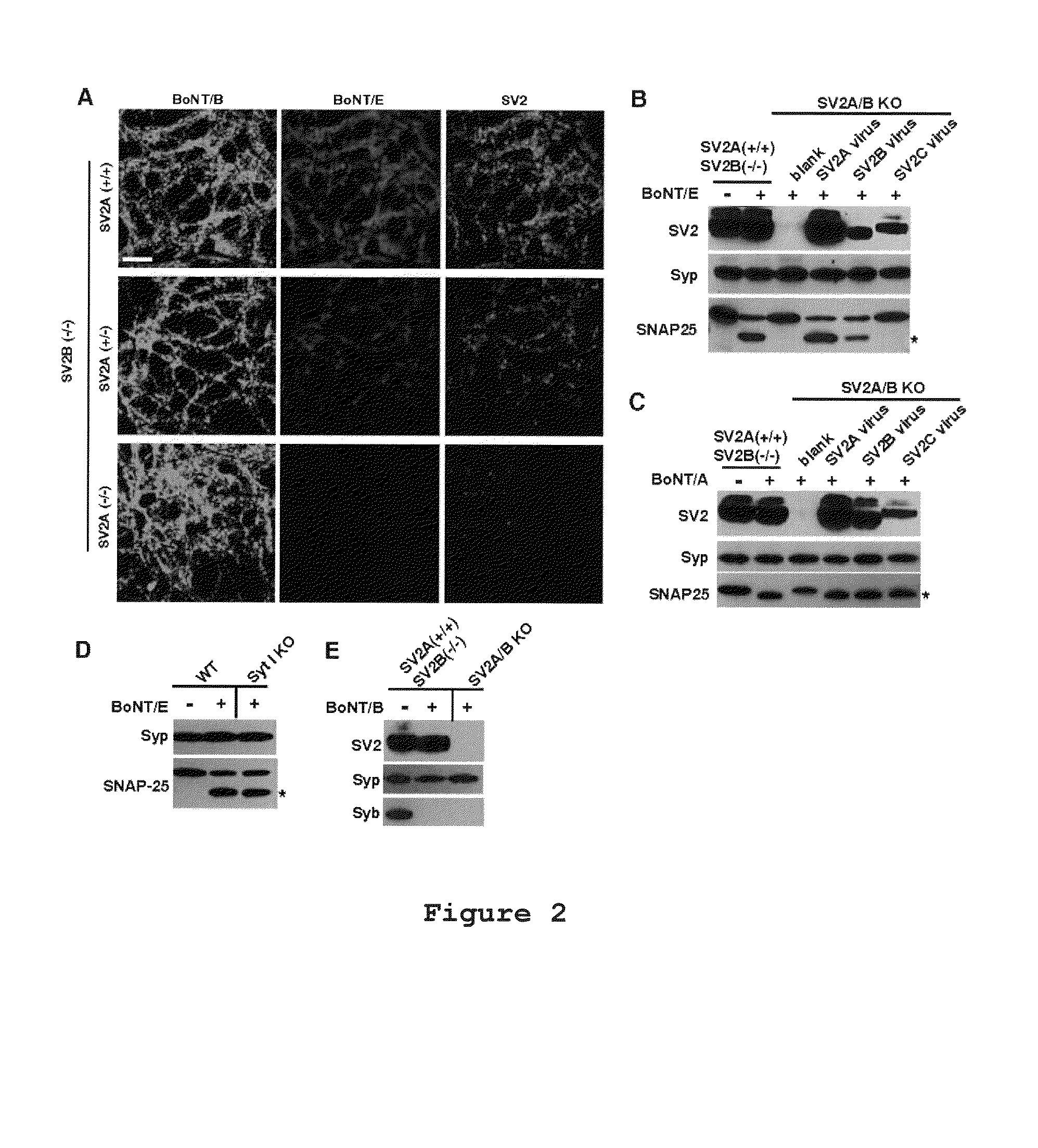 Botulinum neurotoxin E receptors and uses thereof