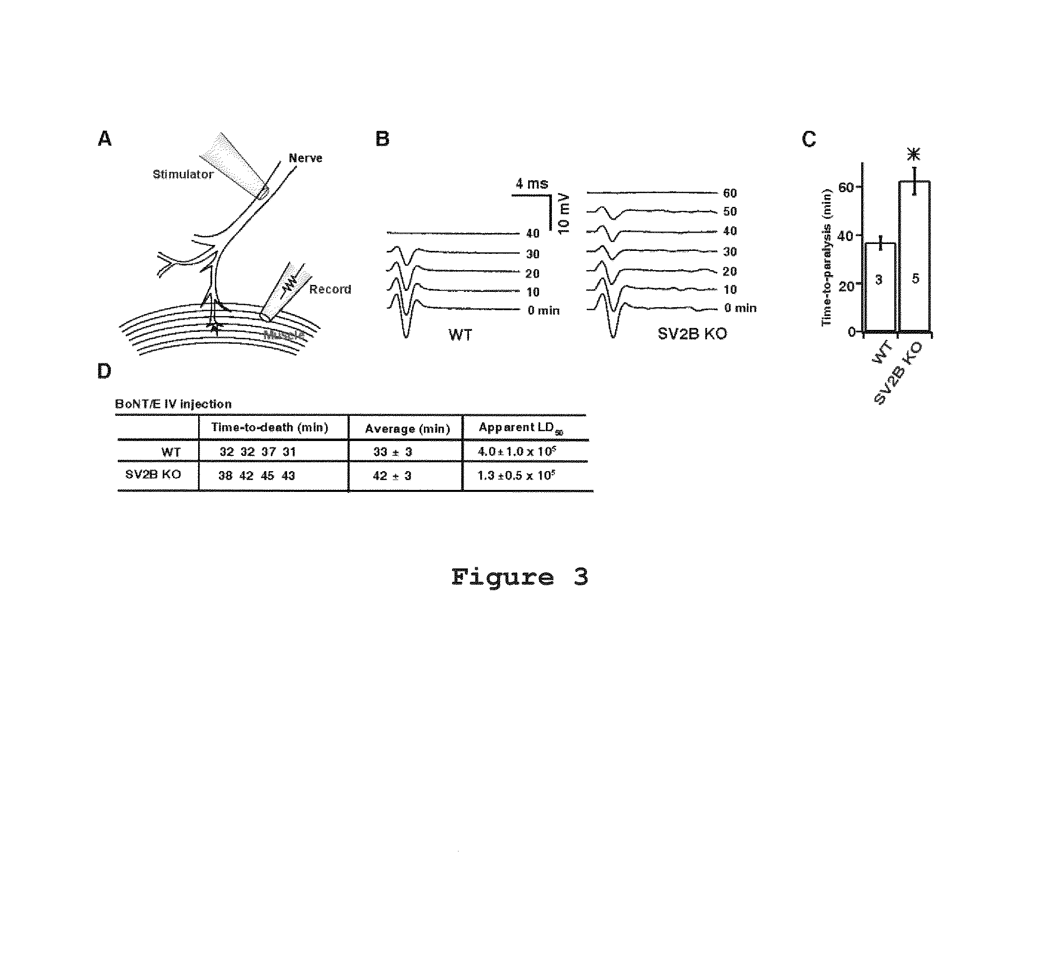 Botulinum neurotoxin E receptors and uses thereof