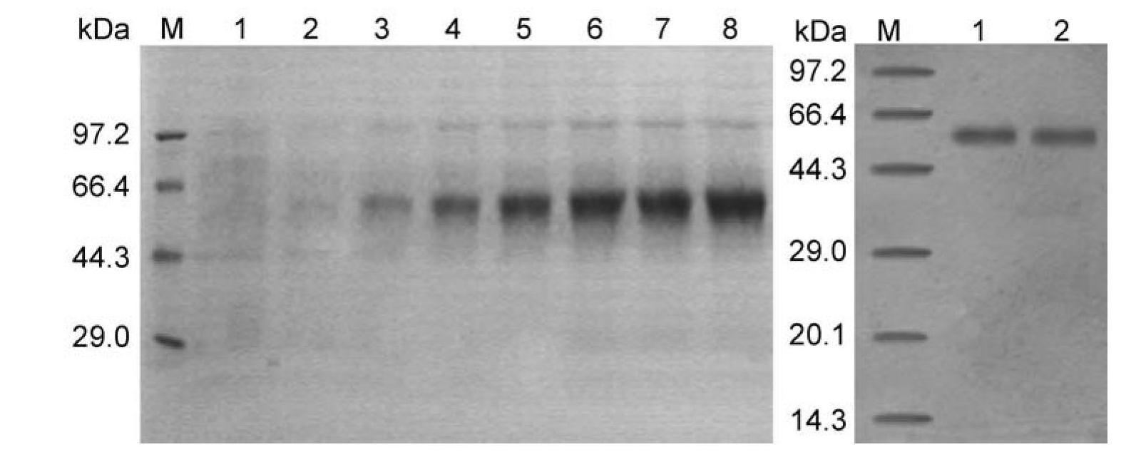 Polygalacturonase PCIPG21 from phytophora capsic, and coding gene and application thereof