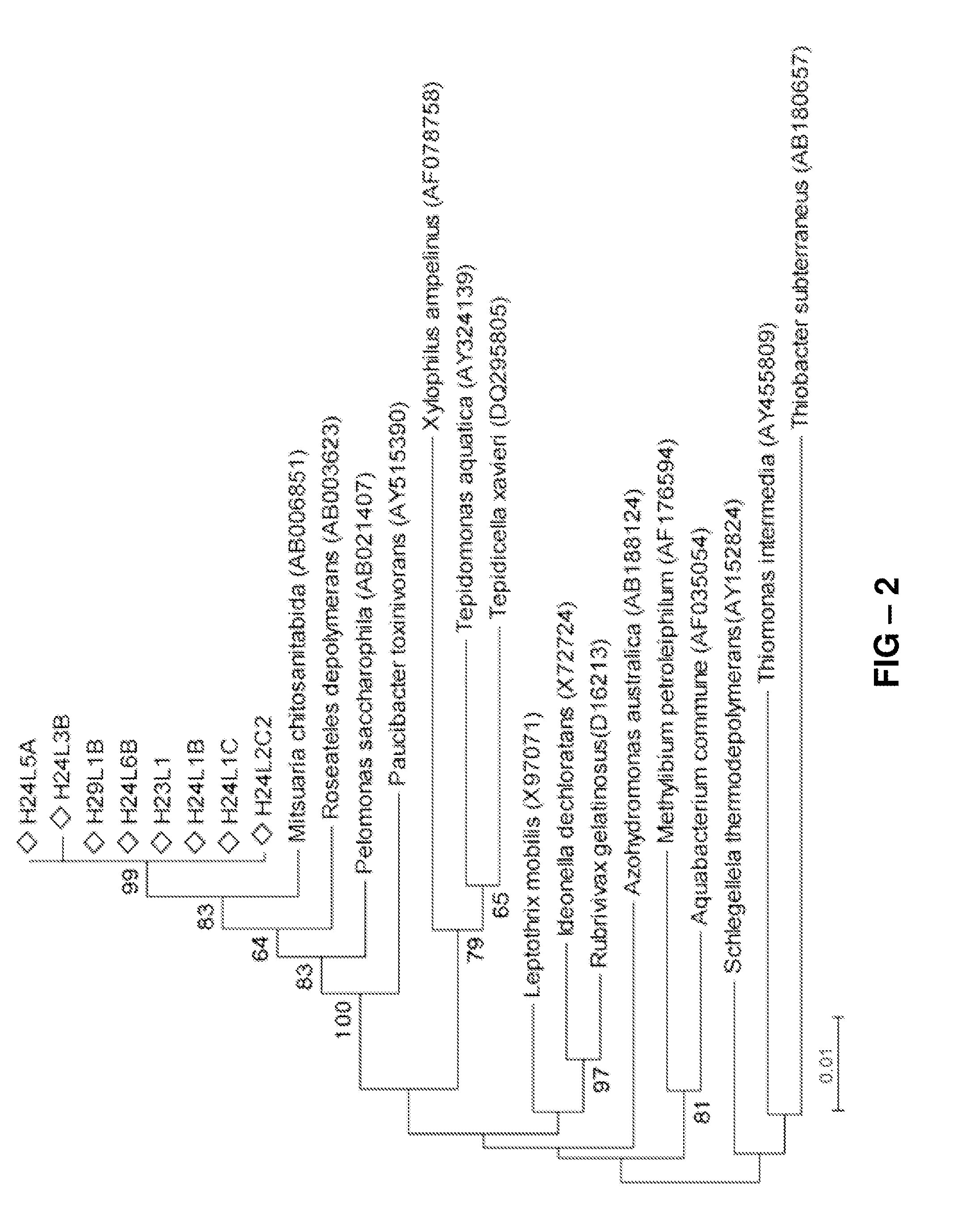 Isolation of novel bacteria contributing to soilborne disease suppression