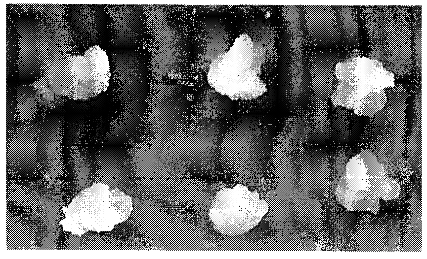 Succeeding preservation method for embryogenic callus of China fir and subculture medium used therein