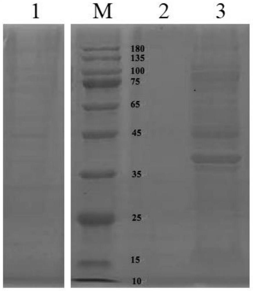 Recombinant amide hydrolase gene and application thereof