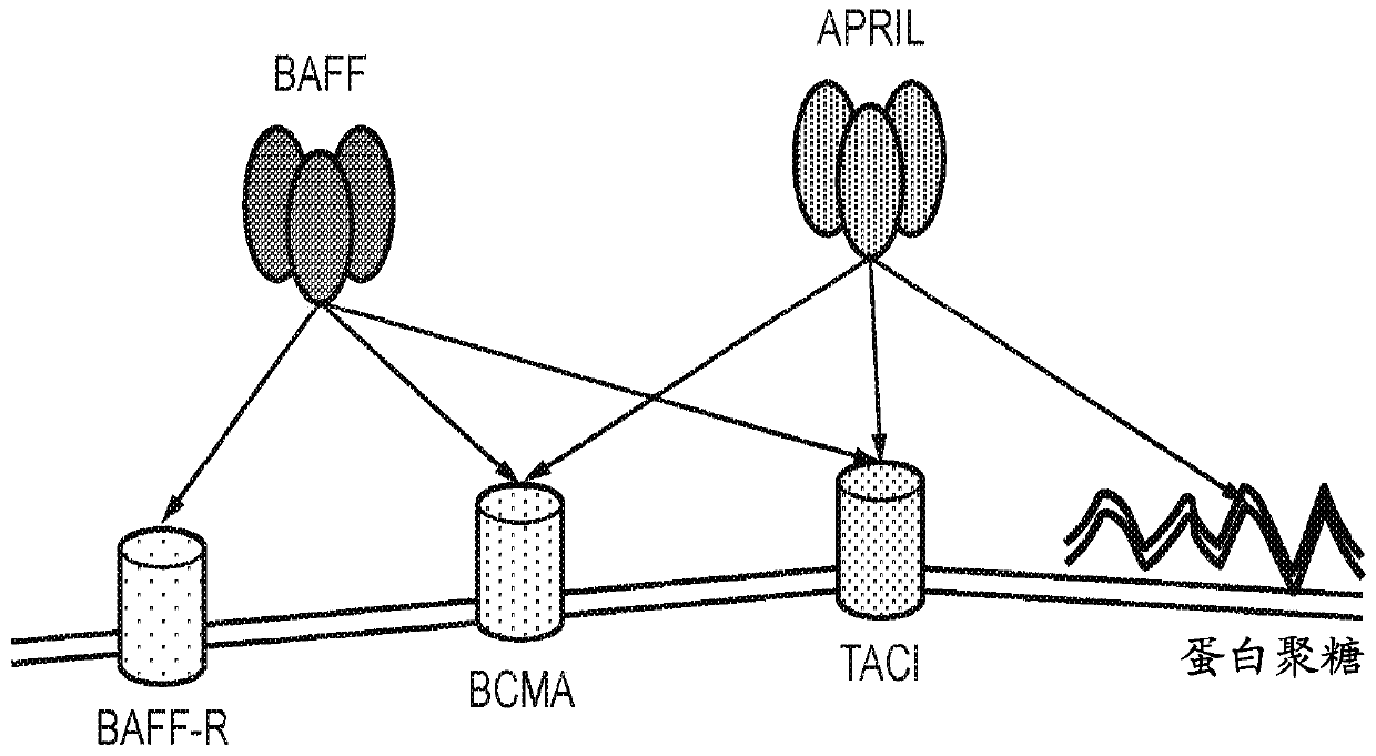 Chimeric antigen receptor