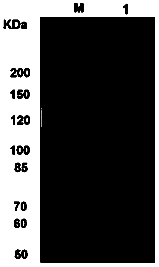 Method for rapidly extracting high molecular weight silk fibroin