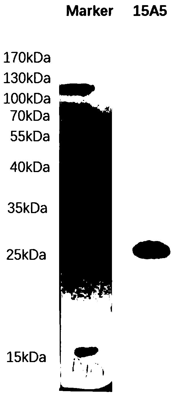 Monoclonal antibody capable of resisting helicobacter pylori protein, and cell line, preparation method and application thereof