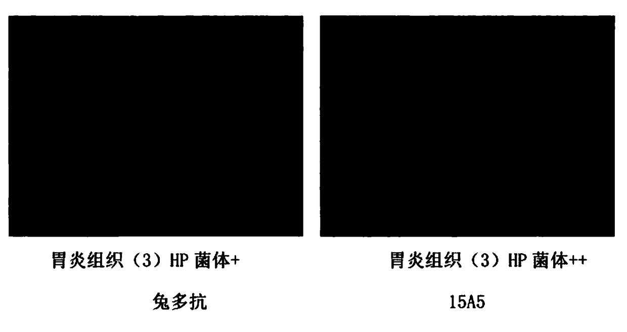 Monoclonal antibody capable of resisting helicobacter pylori protein, and cell line, preparation method and application thereof