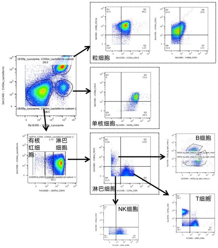 Antibody combination for replacing lateral scattering light signal in mass spectrum flow type blood tumor immunotyping and application thereof