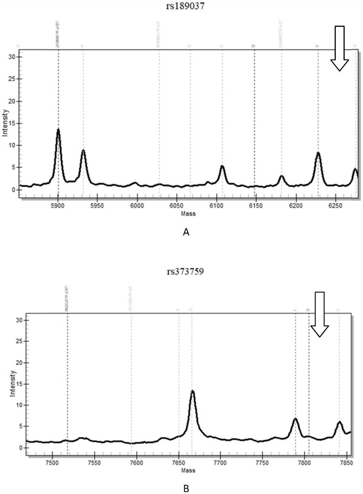 Kit for simultaneously detecting multiple radiation sensitivity related SNP loci