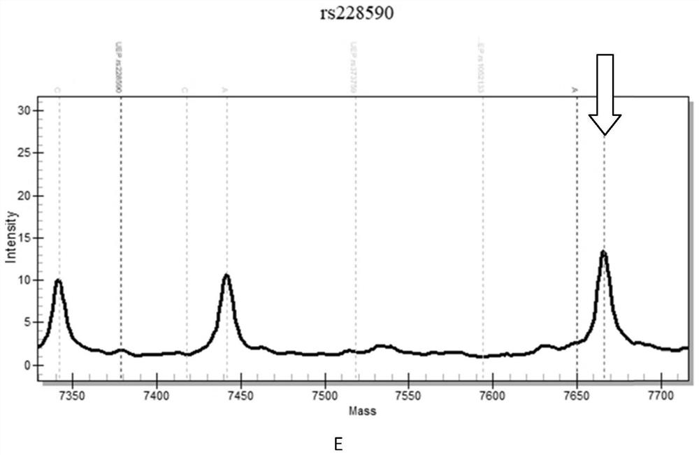 Kit for simultaneously detecting multiple radiation sensitivity related SNP loci