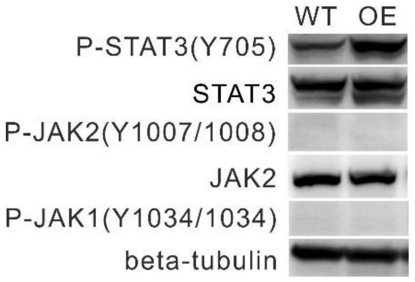 Application of reagent for losing CTTNBP2NL function in preparation of medicine for treating diseases