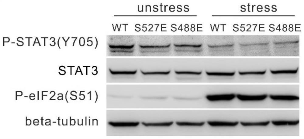 Application of reagent for losing CTTNBP2NL function in preparation of medicine for treating diseases