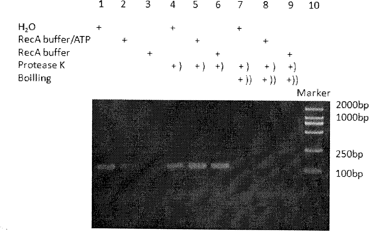 Capturing method of specific target RecA (Right External Carotid Artery) mediated DNA (Deoxyribose Nucleic Acid) fragments