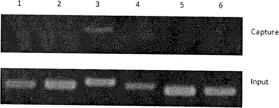 Capturing method of specific target RecA (Right External Carotid Artery) mediated DNA (Deoxyribose Nucleic Acid) fragments