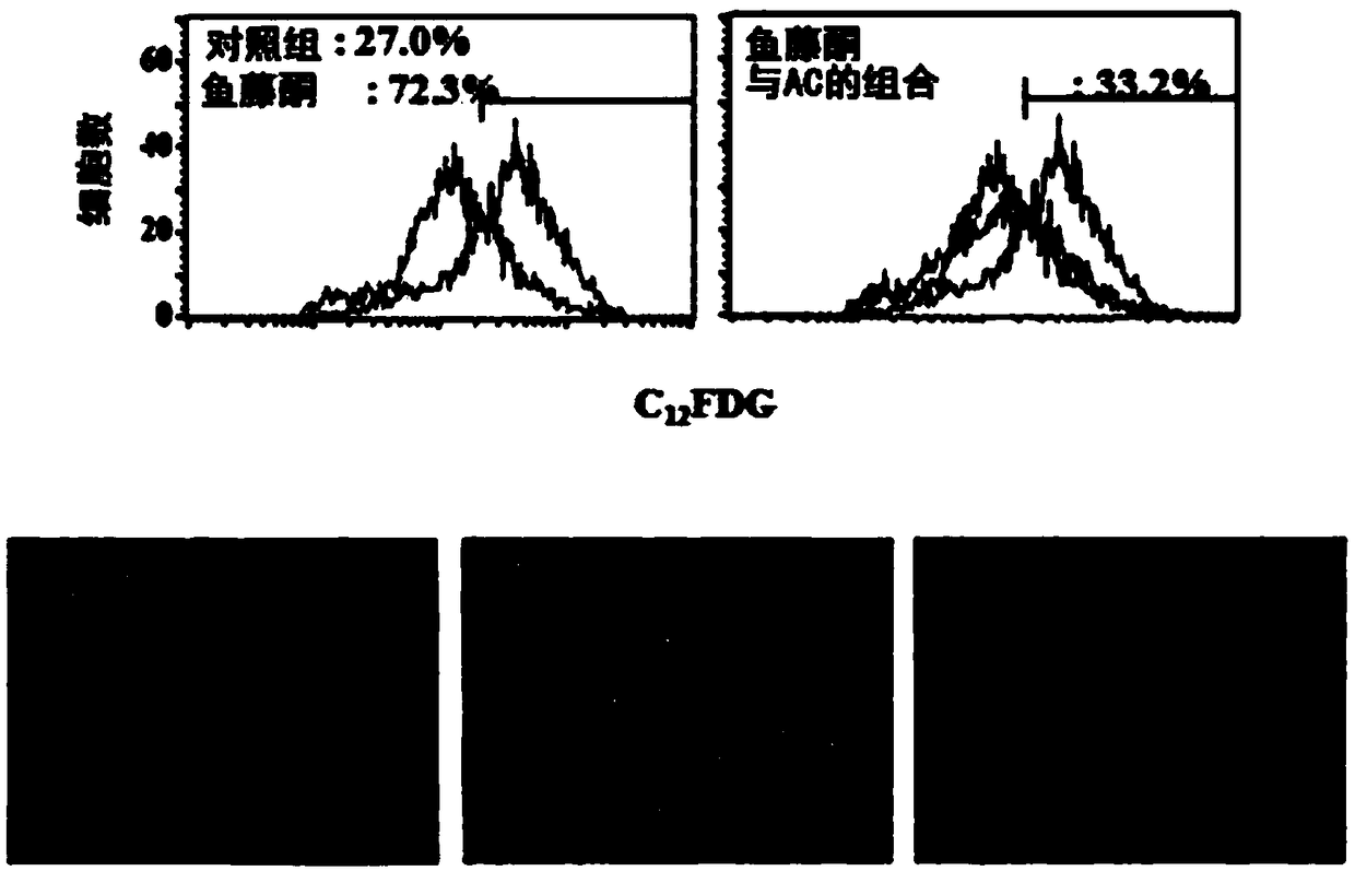 Anti-aging composition comprising carnosine, soy peptide, and andrographis paniculata extract