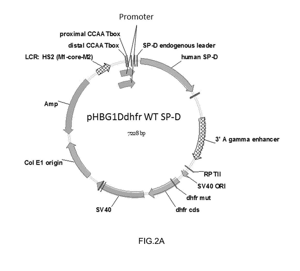 Methods, compositions and cells for preparing surfactant protein d (sp-d)