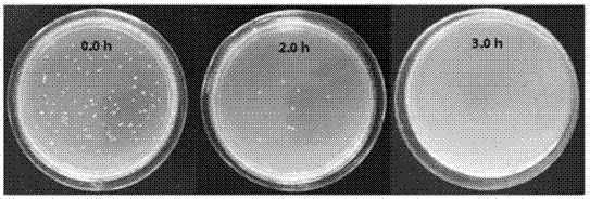 2-aminobenzimidazole sterilization microsphere, and synthetic method and application thereof