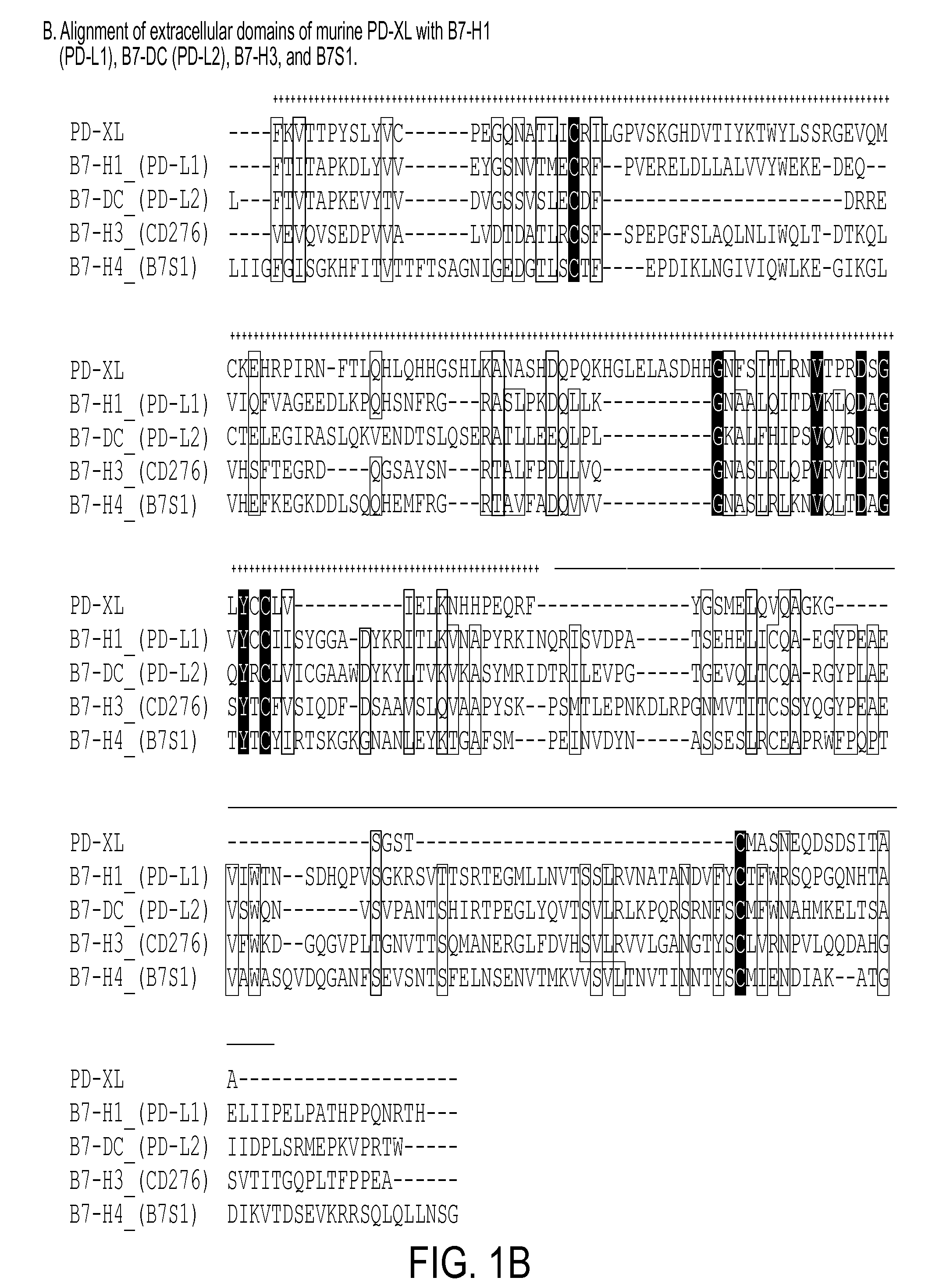 Regulatory t cell mediator proteins and uses thereof