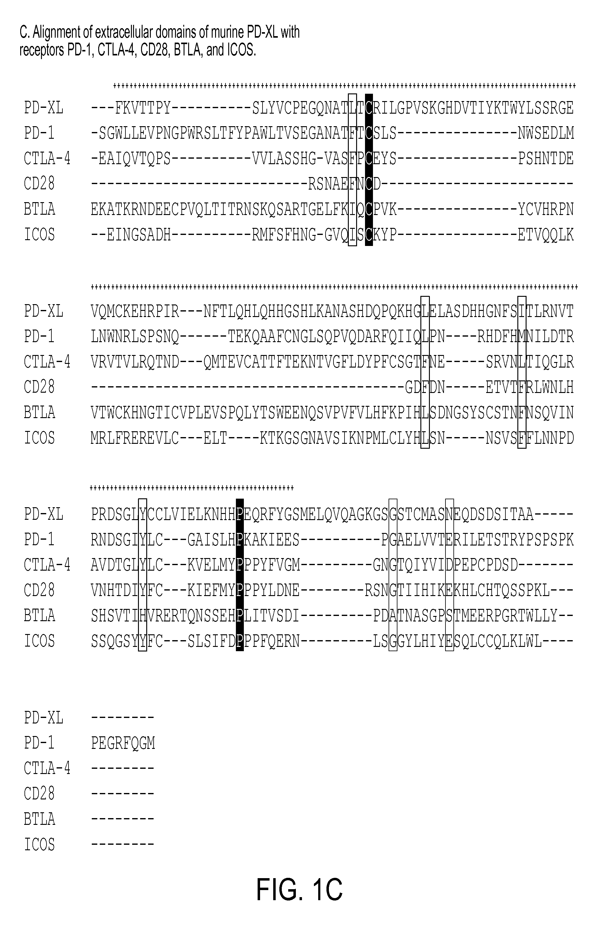 Regulatory t cell mediator proteins and uses thereof