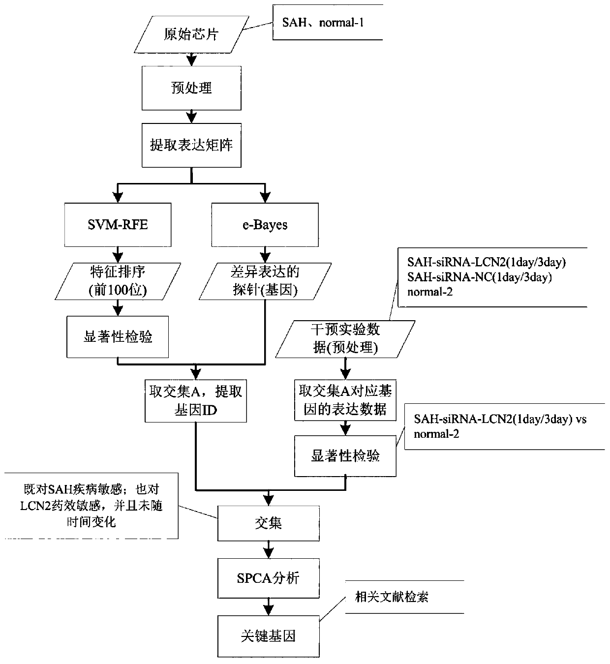 Subarachnoid hemorrhage prediction model establishment method and system based on gene and cell signal pathways