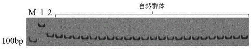 Allelic gene GL/gl pair for controlling haired/hairless property of cucumis melo