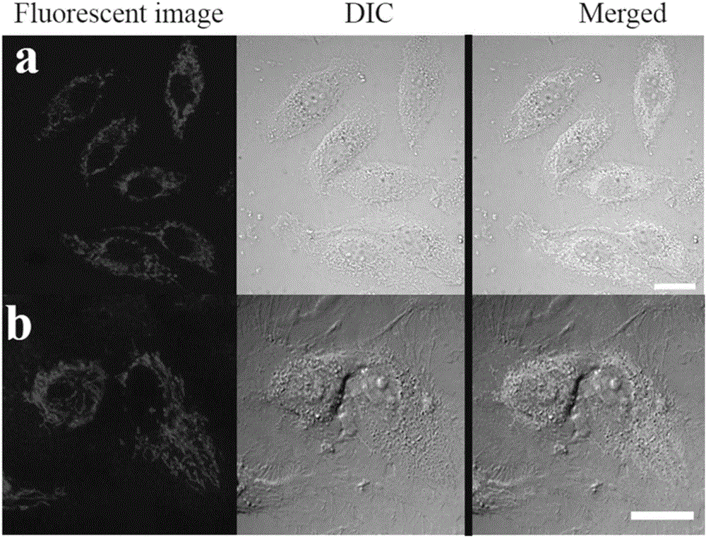 Space-dependent type mitochondrial membrane potential fluorescent probe and application thereof