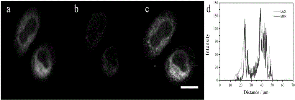 Space-dependent type mitochondrial membrane potential fluorescent probe and application thereof