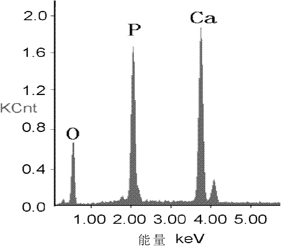 Virus with surface modified with calcium phosphate and preparing method of virus