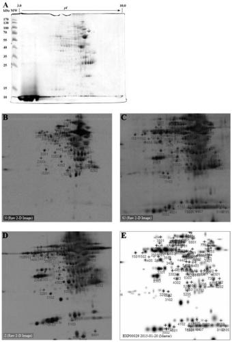 A kind of gene expression product blsj-1 of Brucella diagnostic mark function and preparation method thereof