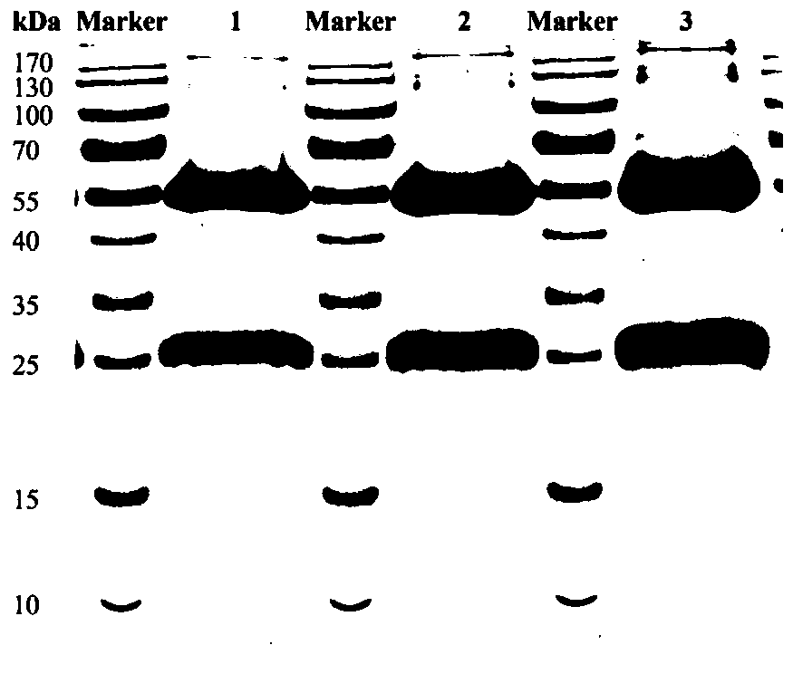 A kind of gene expression product blsj-1 of Brucella diagnostic mark function and preparation method thereof