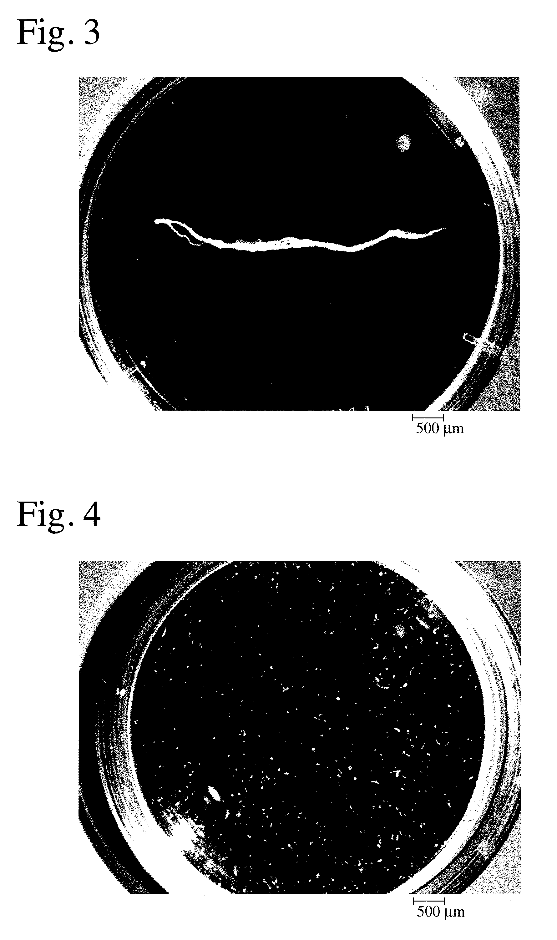 Method for producing porous body comprising apatite/collagen composite fibers