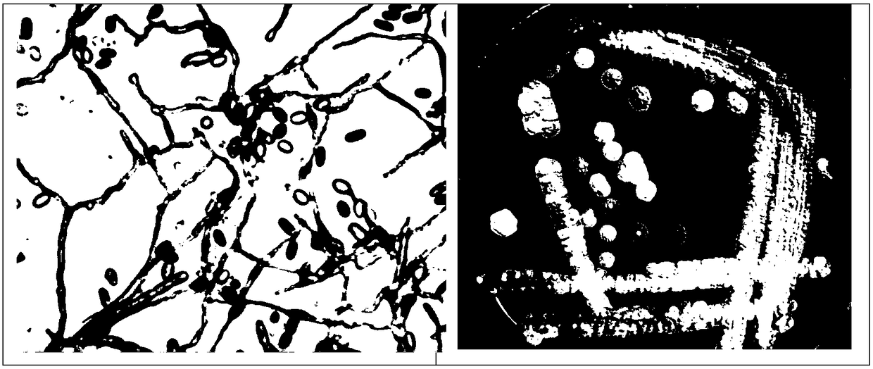 Separated streptomyce NBF715 and application thereof in crop disease control