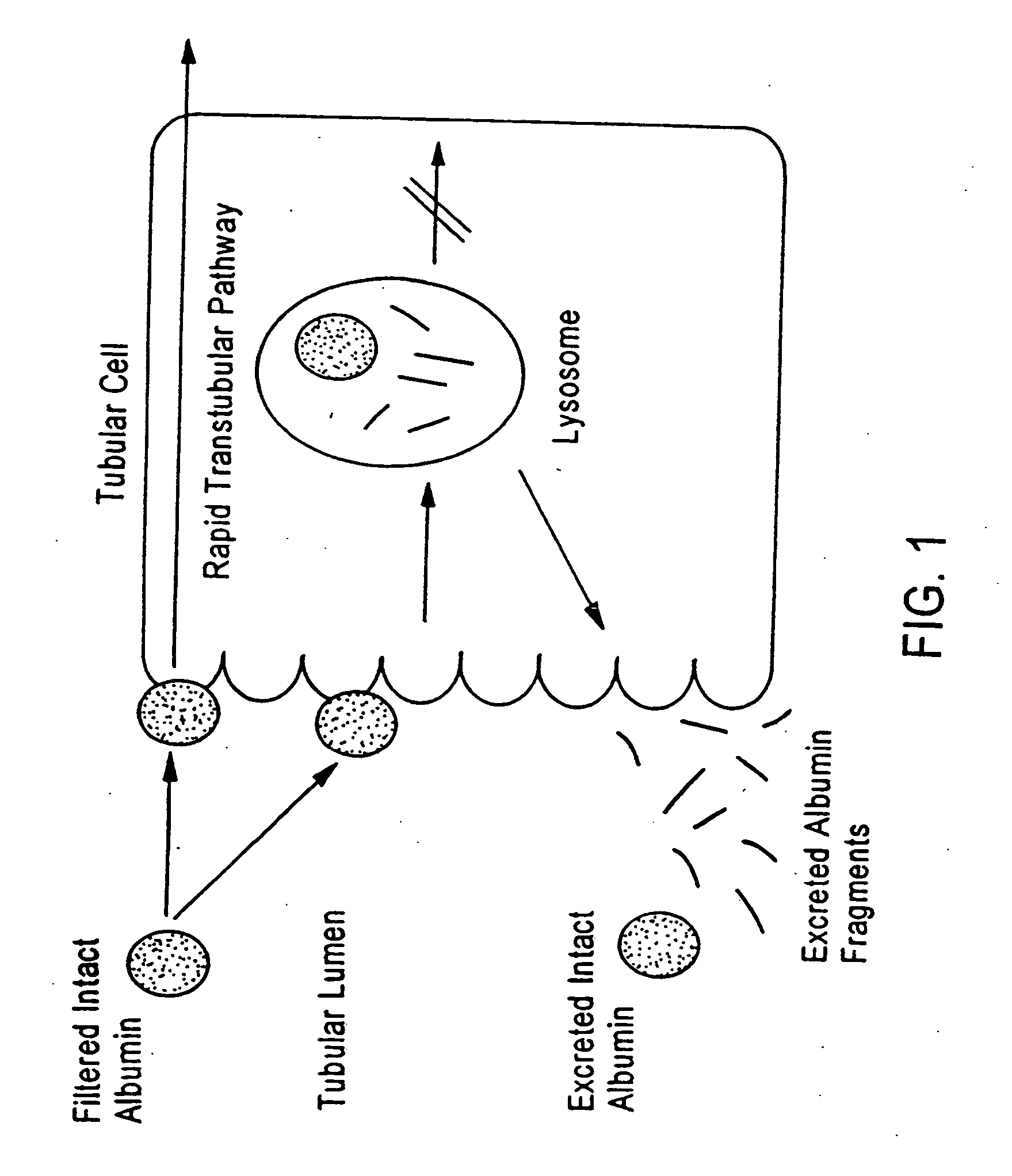 Method for kidney disease detection